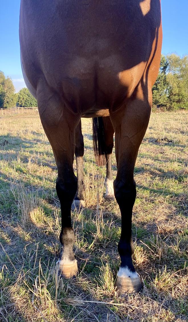 Perringa 2025 APRIL (Early) Online Sale | Inglis Digital Online Auctions